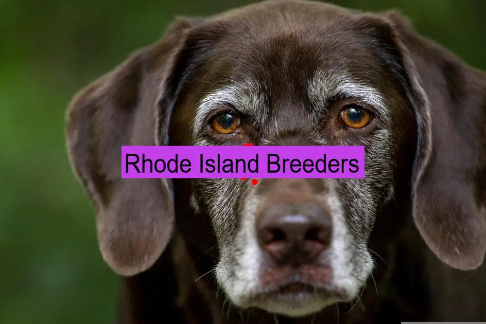 Reputable Labrador Retriever Breeders in Rhode Island Prices of Their